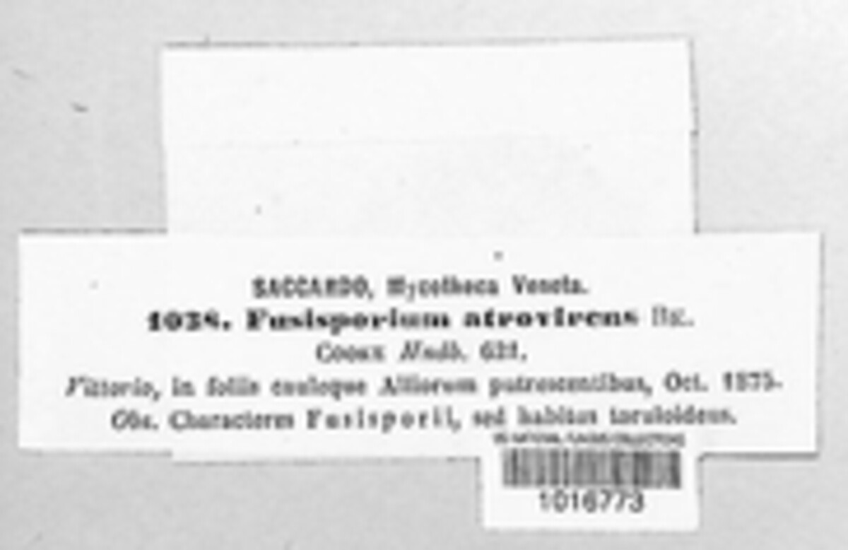 Fusisporium atrovirens image